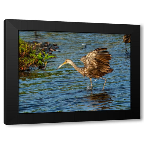 USA-Florida-Sarasota-Myakka River State Park-Wading Bird-Feeding-Limpkin Black Modern Wood Framed Art Print by Friel, Bernard