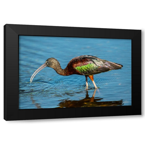 USA-Florida-Sarasota-Myakka River State Park-Glossy Ibis Black Modern Wood Framed Art Print by Friel, Bernard
