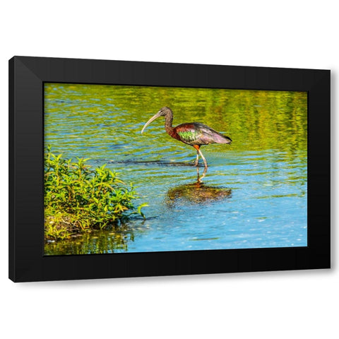 USA-Florida-Sarasota-Myakka River State Park-Wading Bird-Feeding-Glossy Ibis Black Modern Wood Framed Art Print with Double Matting by Friel, Bernard