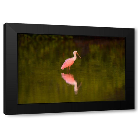 USA-Florida-Sarasota-Myakka River State Park-Wading Roseate Spoonbill Black Modern Wood Framed Art Print by Friel, Bernard