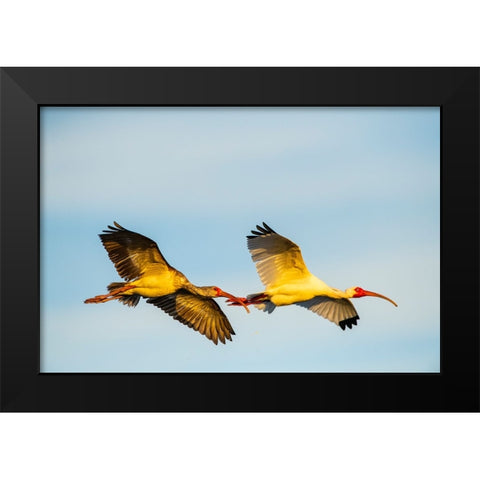 USA-Florida-Sarasota-Myakka River State Park-White Ibis flying Black Modern Wood Framed Art Print by Friel, Bernard