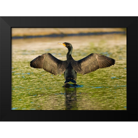 USA-Florida-Sarasota-Myakka River State Park-Double-crested Cormorant Black Modern Wood Framed Art Print by Friel, Bernard
