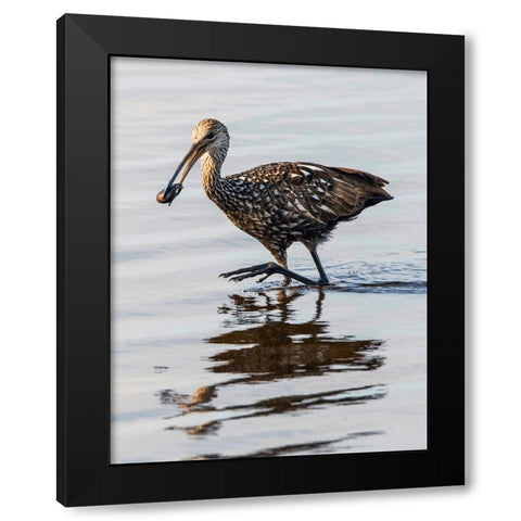 USA-Florida-Sarasota-Myakka River State Park-Limpkin Feeding on Apple Snail Black Modern Wood Framed Art Print with Double Matting by Friel, Bernard