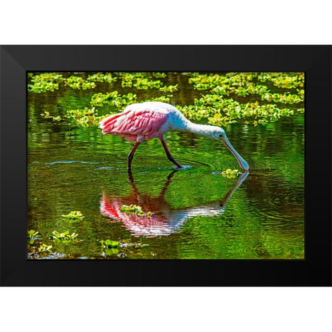 USA-Florida-Sarasota-Myakka River State Park-Feeding Roseate Spoonbill Black Modern Wood Framed Art Print by Friel, Bernard