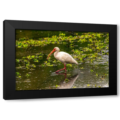 USA-Florida-Sarasota-Myakka River State Park-White Ibis Black Modern Wood Framed Art Print with Double Matting by Friel, Bernard