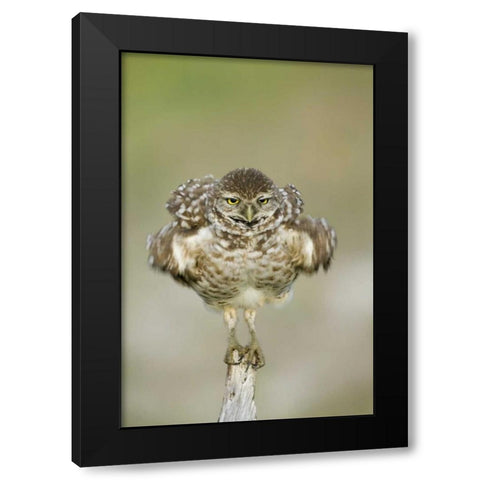 FL, Cape Coral, Burrowing owl shakes its feathers Black Modern Wood Framed Art Print by Anon, Ellen
