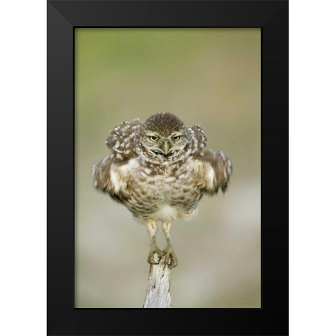 FL, Cape Coral, Burrowing owl shakes its feathers Black Modern Wood Framed Art Print by Anon, Ellen