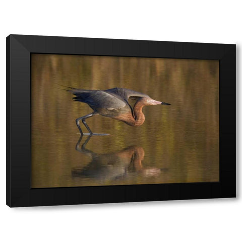 FL, Ft Myers Beach, Reddish egret take off Black Modern Wood Framed Art Print with Double Matting by Anon, Ellen