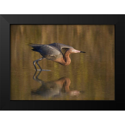 FL, Ft Myers Beach, Reddish egret take off Black Modern Wood Framed Art Print by Anon, Ellen