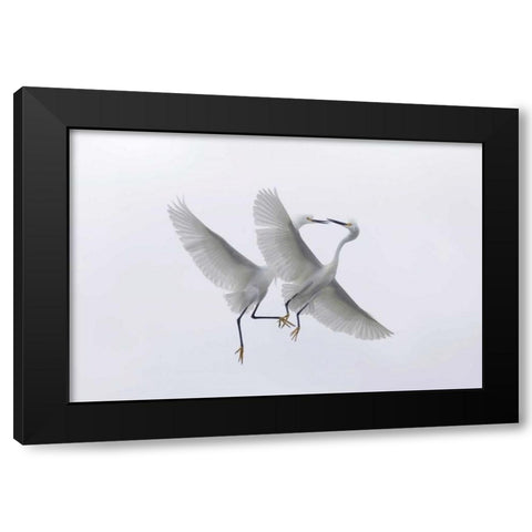 FL, Two snowy egrets with outstretched wings Black Modern Wood Framed Art Print by Anon, Ellen