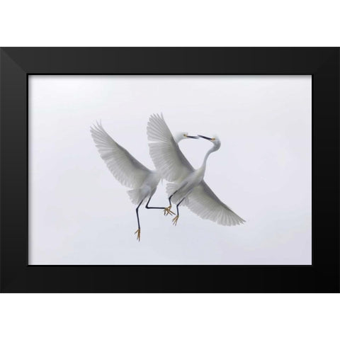 FL, Two snowy egrets with outstretched wings Black Modern Wood Framed Art Print by Anon, Ellen