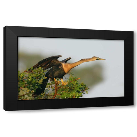 FL, Venice Anhinga female about to take flight Black Modern Wood Framed Art Print by Morris, Arthur