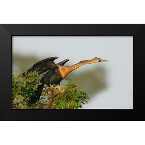 FL, Venice Anhinga female about to take flight Black Modern Wood Framed Art Print by Morris, Arthur