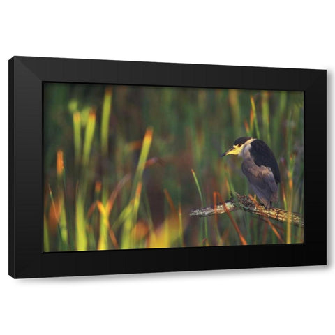 FL, Everglades NP Black-crowned night heron Black Modern Wood Framed Art Print by Morris, Arthur