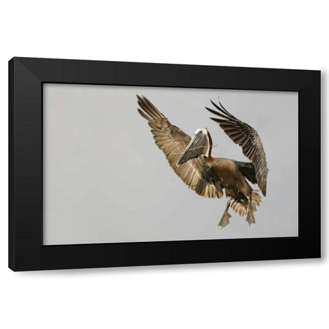 FL Brown pelican flying with nest material Black Modern Wood Framed Art Print by Morris, Arthur
