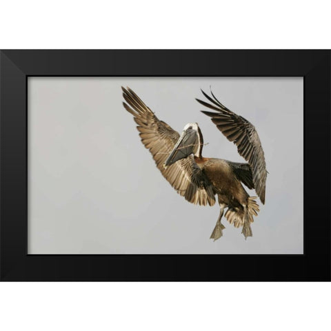 FL Brown pelican flying with nest material Black Modern Wood Framed Art Print by Morris, Arthur