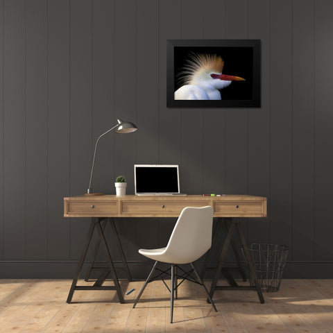 FL, St Augustine Cattle egret in white plumage Black Modern Wood Framed Art Print by Morris, Arthur