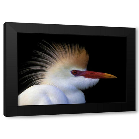 FL, St Augustine Cattle egret in white plumage Black Modern Wood Framed Art Print by Morris, Arthur