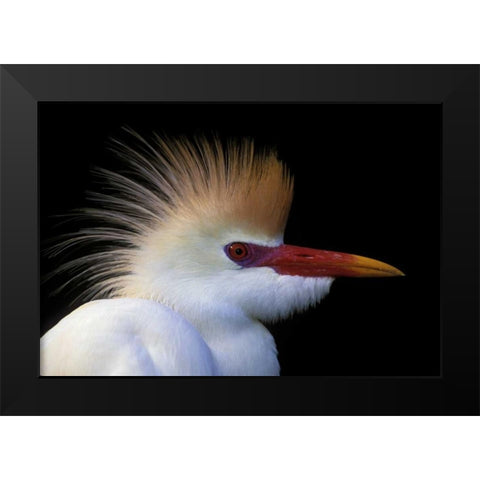 FL, St Augustine Cattle egret in white plumage Black Modern Wood Framed Art Print by Morris, Arthur