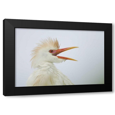 FL, St Augustine Portrait of cattle egret Black Modern Wood Framed Art Print with Double Matting by Morris, Arthur