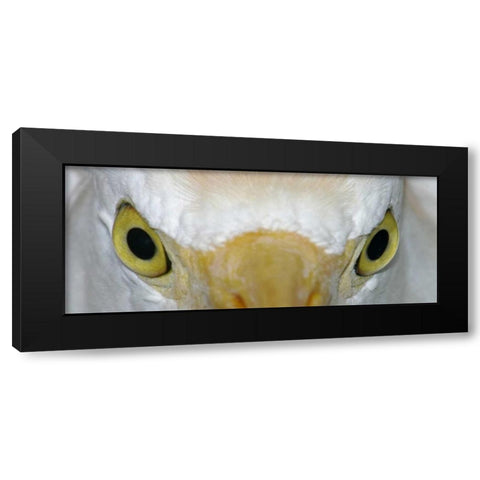 Florida, Kissimee Cattle egrets staring eyes Black Modern Wood Framed Art Print by Morris, Arthur