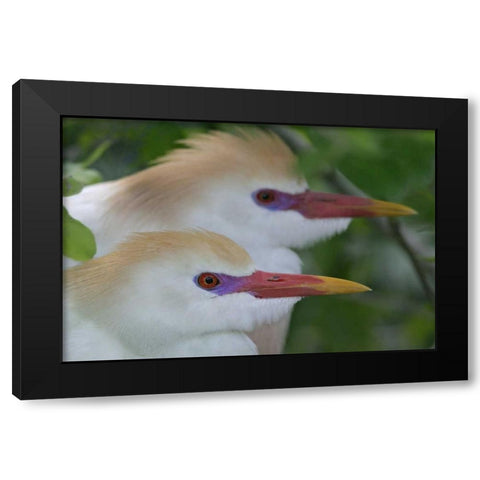FL, St Augustine Portrait of two cattle egrets Black Modern Wood Framed Art Print by Morris, Arthur