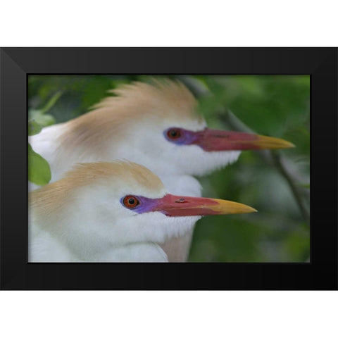 FL, St Augustine Portrait of two cattle egrets Black Modern Wood Framed Art Print by Morris, Arthur