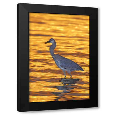 FL, Fort De Soto Park Great blue heron at sunset Black Modern Wood Framed Art Print by Morris, Arthur