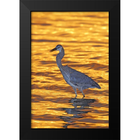 FL, Fort De Soto Park Great blue heron at sunset Black Modern Wood Framed Art Print by Morris, Arthur