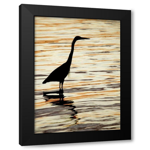 FL, Sanibel Silhouette of great blue heron Black Modern Wood Framed Art Print with Double Matting by Morris, Arthur