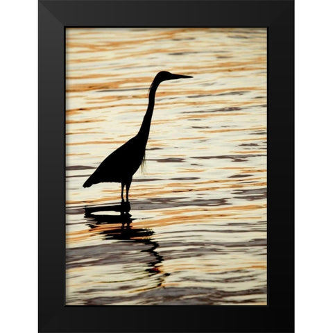FL, Sanibel Silhouette of great blue heron Black Modern Wood Framed Art Print by Morris, Arthur