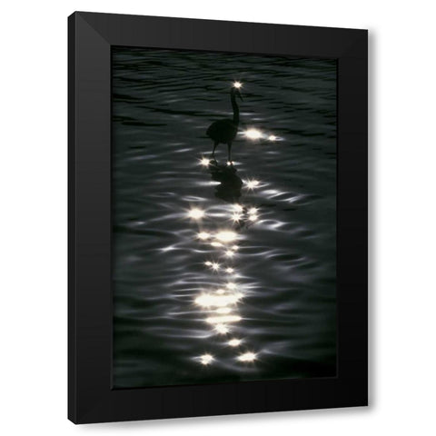 FL, Placido Great blue heron wades in water Black Modern Wood Framed Art Print by Morris, Arthur