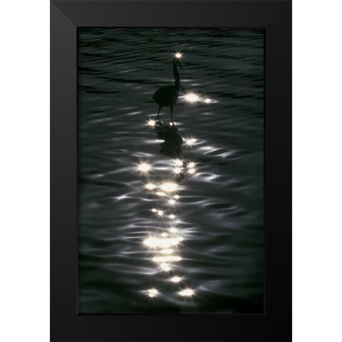 FL, Placido Great blue heron wades in water Black Modern Wood Framed Art Print by Morris, Arthur