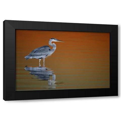 FL, Fort De Soto Park Great blue heron at sunset Black Modern Wood Framed Art Print with Double Matting by Morris, Arthur
