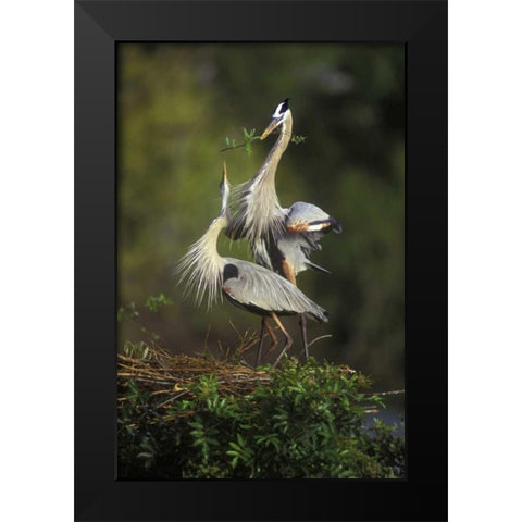FL, South Venice Great blue herons in courtship Black Modern Wood Framed Art Print by Morris, Arthur
