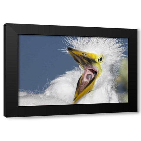 FL, St Augustine Great egret chick yawning Black Modern Wood Framed Art Print with Double Matting by Morris, Arthur