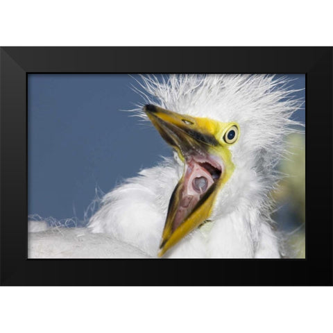 FL, St Augustine Great egret chick yawning Black Modern Wood Framed Art Print by Morris, Arthur