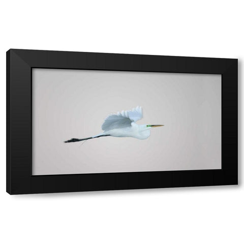 FL, South Venice Flying great egret in flight Black Modern Wood Framed Art Print with Double Matting by Morris, Arthur