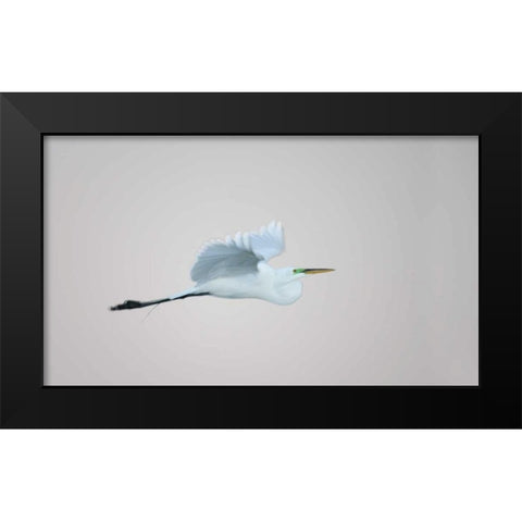 FL, South Venice Flying great egret in flight Black Modern Wood Framed Art Print by Morris, Arthur