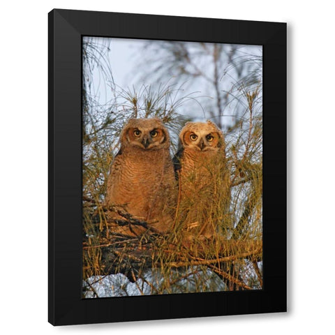 FL, De Soto Great horned owlets sit on tree limb Black Modern Wood Framed Art Print with Double Matting by Morris, Arthur