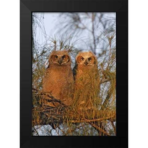 FL, De Soto Great horned owlets sit on tree limb Black Modern Wood Framed Art Print by Morris, Arthur
