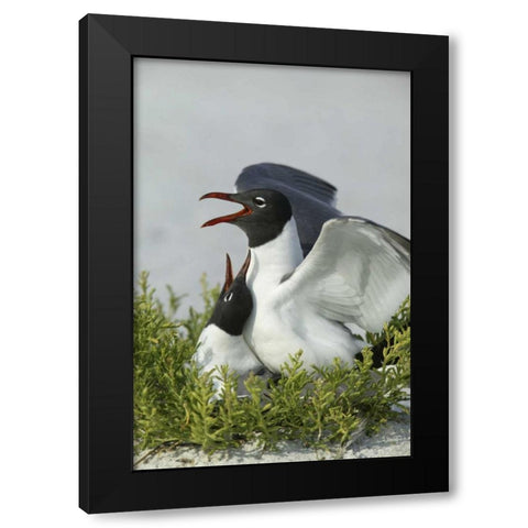 Florida, Egmont Key SP Laughing gulls mating Black Modern Wood Framed Art Print by Morris, Arthur