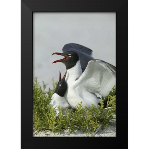 Florida, Egmont Key SP Laughing gulls mating Black Modern Wood Framed Art Print by Morris, Arthur