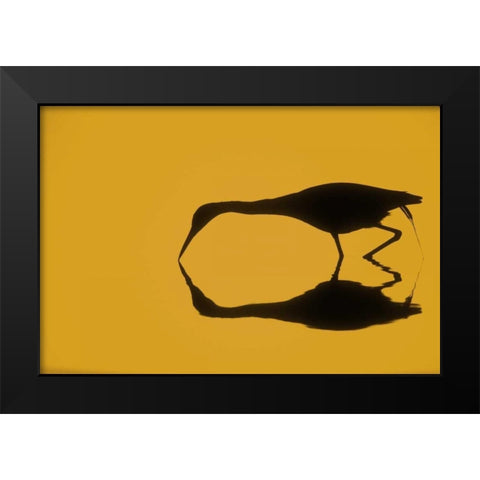 FL, Ding Darling NWR Little blue heron Black Modern Wood Framed Art Print by Morris, Arthur