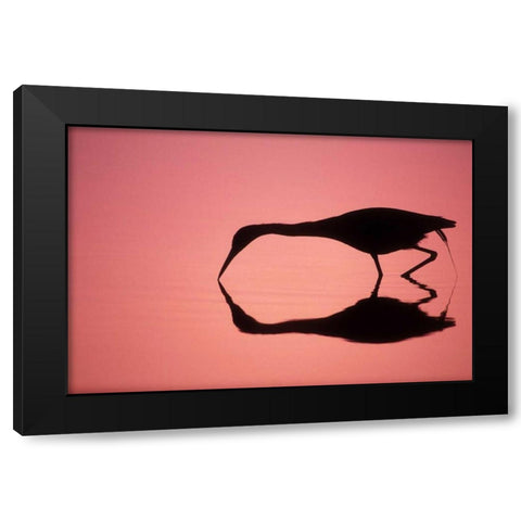 FL, Ding Darling NWR Little blue heron Black Modern Wood Framed Art Print by Morris, Arthur