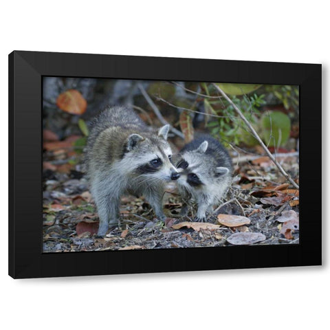 FL, Sanibel, Ding Darling NWR Raccoons kissing Black Modern Wood Framed Art Print with Double Matting by Morris, Arthur