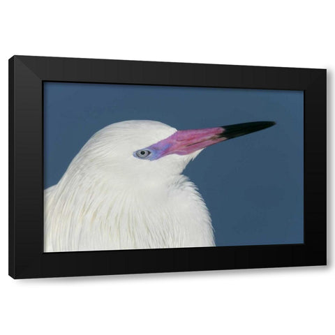 FL, Little Estero Lagoon Reddish egret Black Modern Wood Framed Art Print with Double Matting by Morris, Arthur