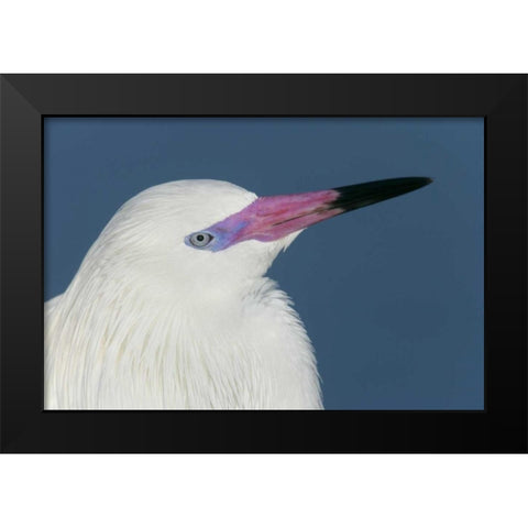 FL, Little Estero Lagoon Reddish egret Black Modern Wood Framed Art Print by Morris, Arthur