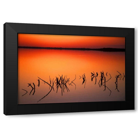 FL, Silhouettes of  brancheson Lake Apopka Black Modern Wood Framed Art Print by Morris, Arthur