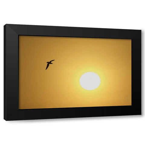 FL, Titusville, Ring-billed gull at sunrise Black Modern Wood Framed Art Print with Double Matting by Morris, Arthur